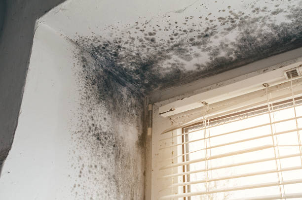 Affordable Commercial Mold Remediation solutions in Columbus, NJ